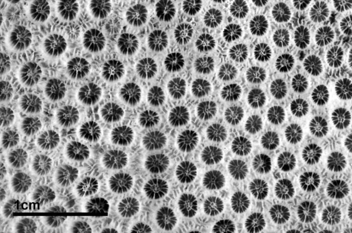 Holotype of Madrepora annularis Ellis & Solander Holotype of Madrepora annularis Ellis & Solander