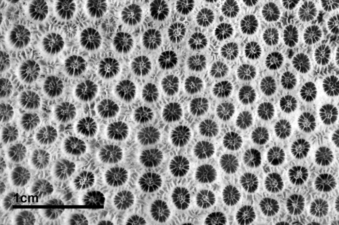 Holotype of Madrepora annularis Ellis & Solander