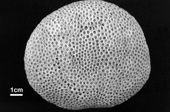 Holotype of Madrepora annularis Ellis & Solander Holotype of Madrepora annularis Ellis & Solander