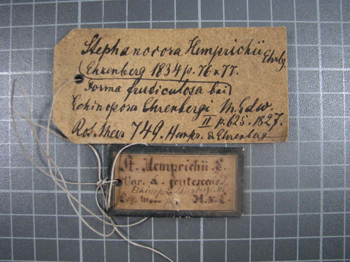 Holotype of Stephanocora hemprichii Ehrenberg Holotype of Stephanocora hemprichii Ehrenberg
