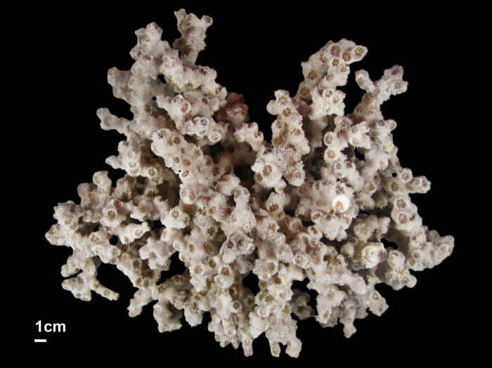 Holotype of Stephanocora hemprichii Ehrenberg Holotype of Stephanocora hemprichii Ehrenberg