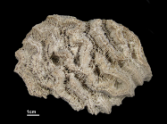Holotype of Manicina gyrosa Ehrenberg