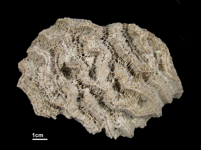 Holotype of Manicina gyrosa Ehrenberg Holotype of Manicina gyrosa Ehrenberg