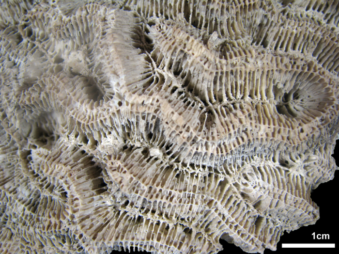Holotype of Manicina gyrosa Ehrenberg Holotype of Manicina gyrosa Ehrenberg
