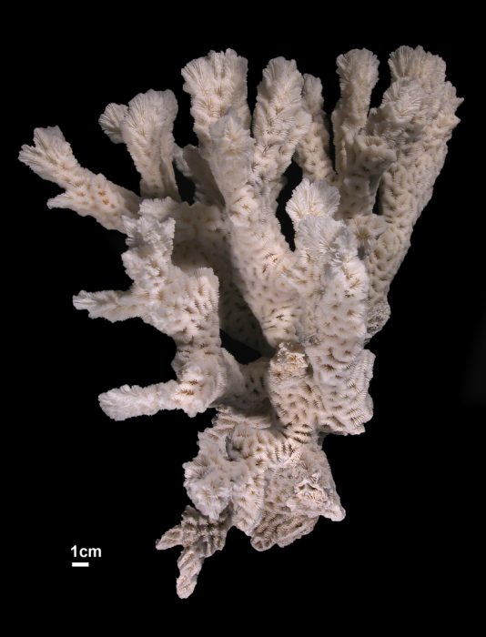 Paratype of Platygyra zelli