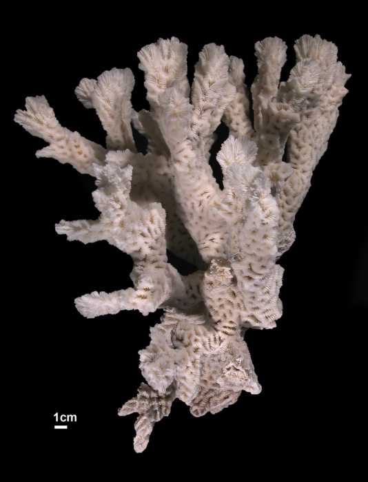 Paratype of Platygyra zelli Paratype of Platygyra zelli