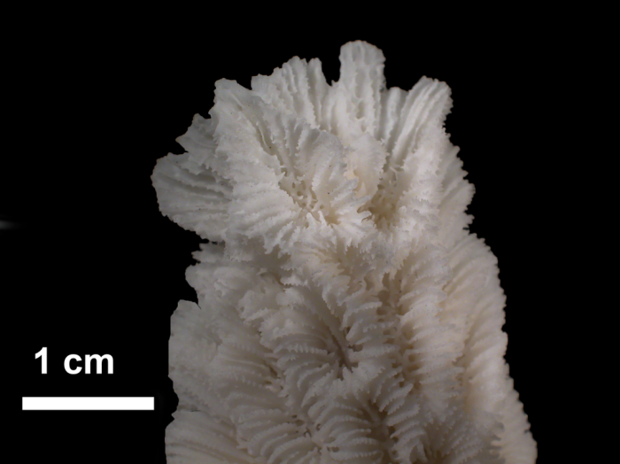 Paratype of Platygyra zelli Paratype of Platygyra zelli