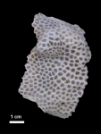 holotype of Baryastrea solida Milne Edwards & Haime