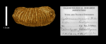 paratype of Cyclomussa concinna Wells, image produced courtesy of the Paleontological Research Institution