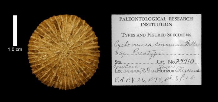 paratype of Cyclomussa concinna Wells, image produced courtesy of the Paleontological Research Institution