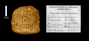 paratype of Cyclomussa concinna Wells, image produced courtesy of the Paleontological Research Institution