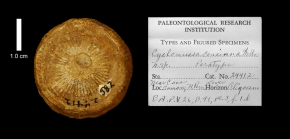 paratype of Cyclomussa concinna Wells, image produced courtesy of the Paleontological Research Institution