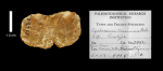 paratype of Cyclomussa concinna Wells, image produced courtesy of the Paleontological Research Institution