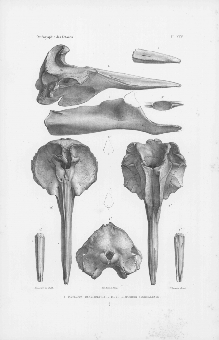 Van Beneden & Gervais (1880, pl. 25) Van Beneden & Gervais (1880, pl. 25)