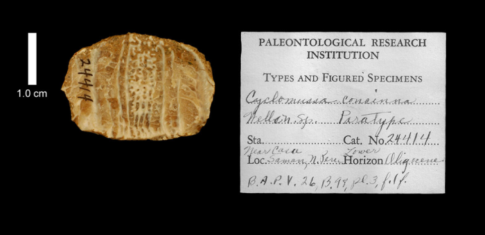 paratype of Cyclomussa concinna Wells, image produced courtesy of the Paleontological Research Institution