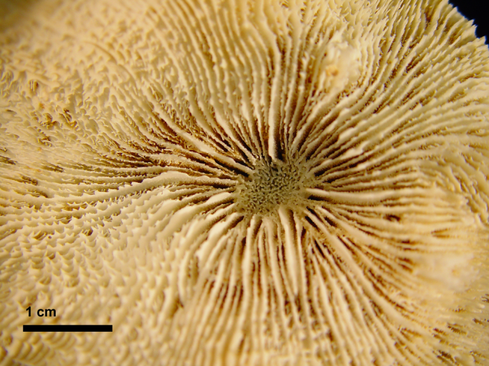 holotype of Echinophyllia nishihirai Veron holotype of Echinophyllia nishihirai Veron