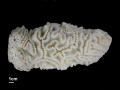 Anthozoa