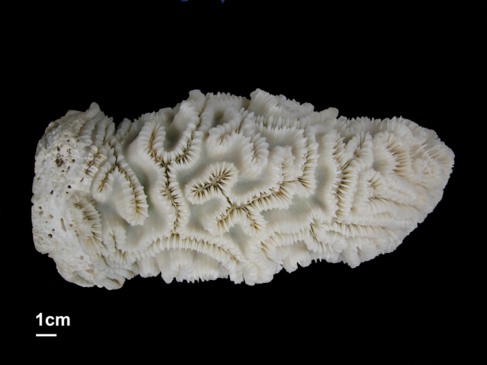holotype of Goreaugyra memorialis Wells holotype of Goreaugyra memorialis Wells