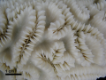 Anthozoa