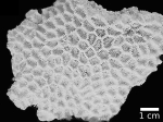 holotype of Acanthastrea amakusensis Veron