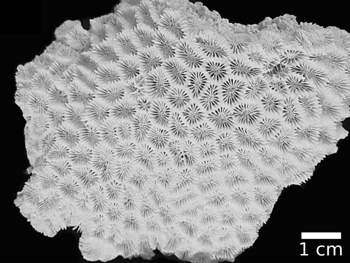 holotype of Acanthastrea amakusensis Veron holotype of Acanthastrea amakusensis Veron
