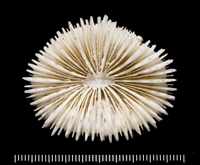 Holotype of Scolymia vitiensis Brüggemann Holotype of Scolymia vitiensis Brüggemann