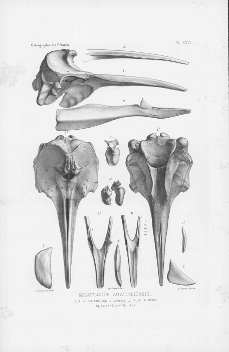 Van Beneden & Gervais (1880, pl. 26) Van Beneden & Gervais (1880, pl. 26)