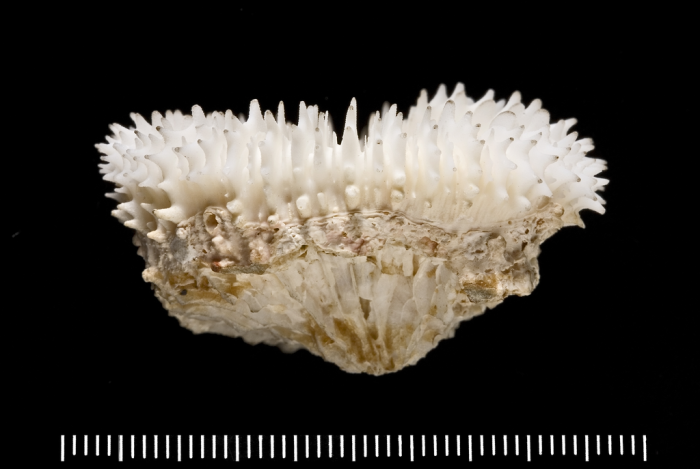 holotype of Scolymia vitiensis Brüggemann holotype of Scolymia vitiensis Brüggemann