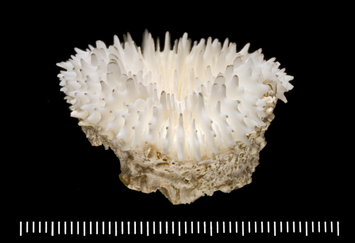 holotype of Scolymia vitiensis Brüggemann holotype of Scolymia vitiensis Brüggemann