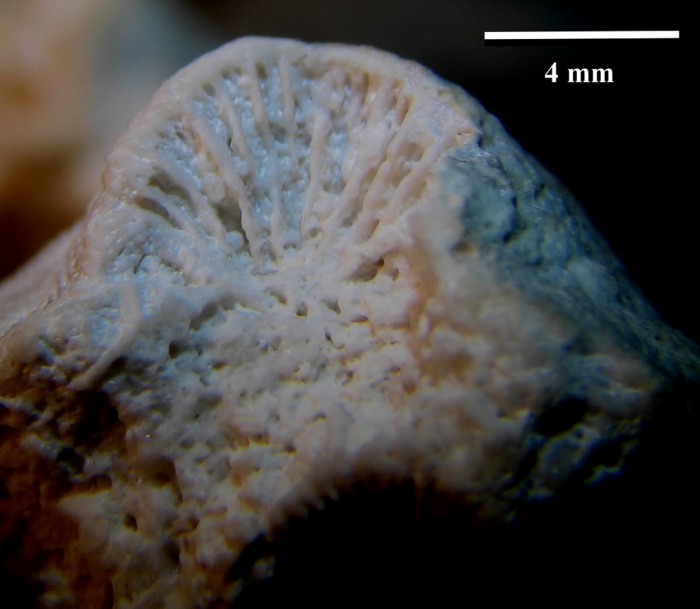 Syntype of the type species Dermosmilia divergens distal view after sandblasting