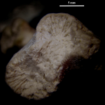 Syntype of the type species Dermosmilia divergens