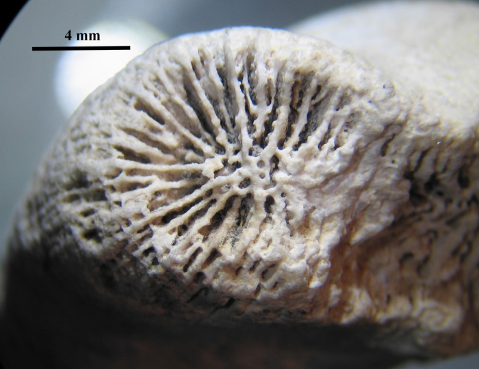 Syntype of the type species Dermosmilia divergens