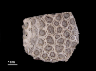 holotype of Phymastrea valenciennesii Milne Edwards & Haime