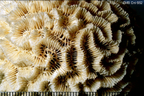 Syntype of Platygyra labyrinthica Ehrenberg
