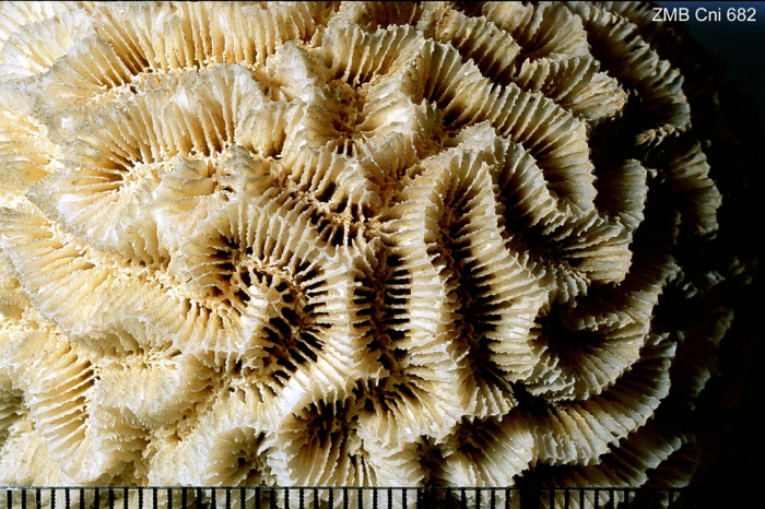 Syntype of Platygyra labyrinthica Ehrenberg Syntype of Platygyra labyrinthica Ehrenberg
