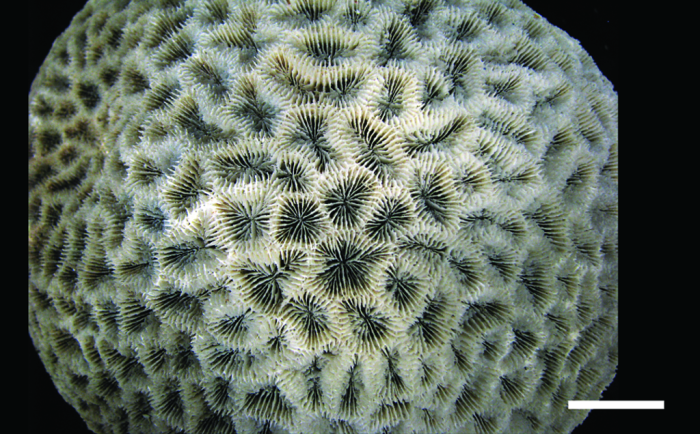 Holotype of Acanthastrea braziliensis Verrill Holotype of Acanthastrea braziliensis Verrill