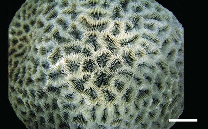 Holotype of Acanthastrea braziliensis Verrill