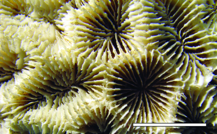 Holotype of Acanthastrea braziliensis Verrill Holotype of Acanthastrea braziliensis Verrill