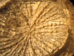 Holotype of the type species of Lepidophyllia