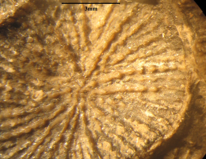 Holotype of the type species of Lepidophyllia