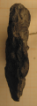 Holotype of the type species of Lepidophyllia