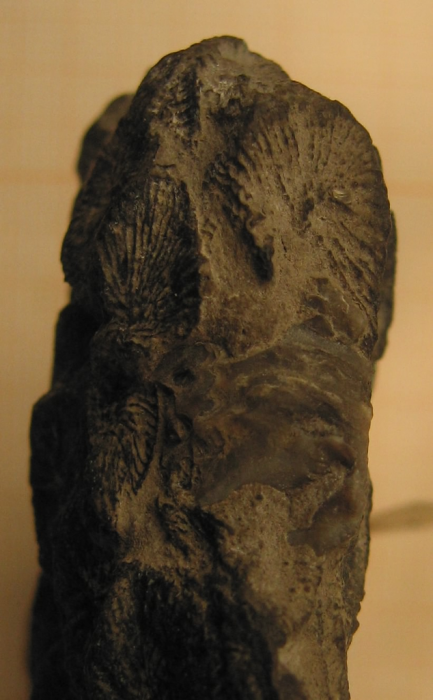 Holotype of the type species of Lepidophyllia Holotype of the type species of Lepidophyllia