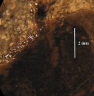 Holotype of the type species of Lepidophyllia