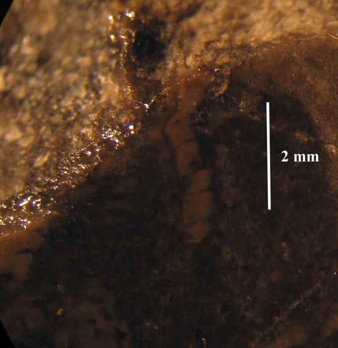 Holotype of the type species of Lepidophyllia Holotype of the type species of Lepidophyllia