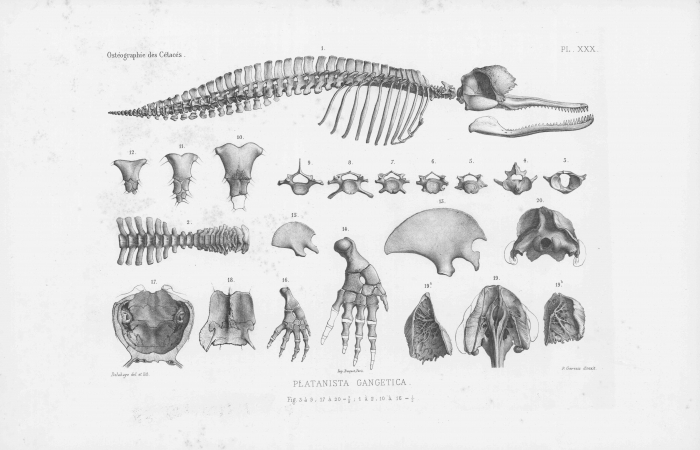 Van Beneden & Gervais (1880, pl. 30) Van Beneden & Gervais (1880, pl. 30)