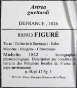 Specimen label for MNHN R05933