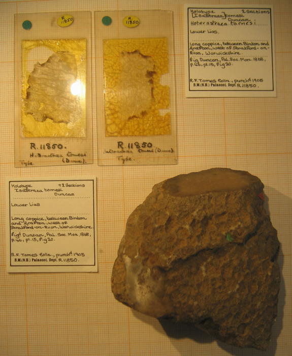 Neotype of the type-species of Heterastraea Neotype of the type-species of Heterastraea