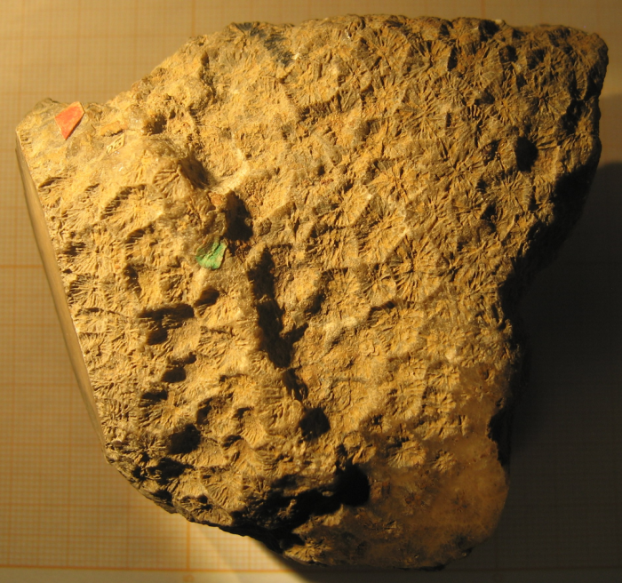Neotype of the type-species of Heterastraea Neotype of the type-species of Heterastraea
