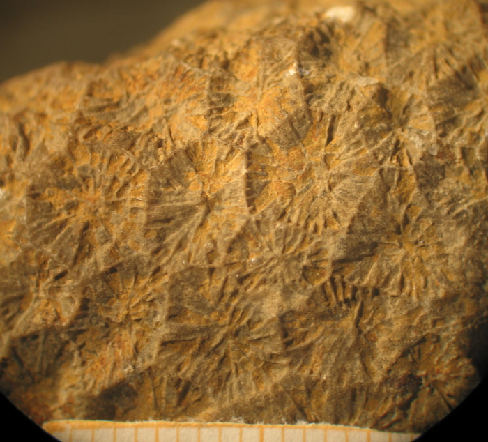 Neotype of the type-species of Heterastraea Neotype of the type-species of Heterastraea