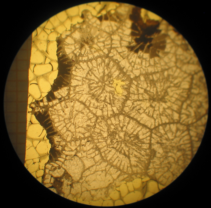 Neotype of the type-species of Heterastraea Neotype of the type-species of Heterastraea